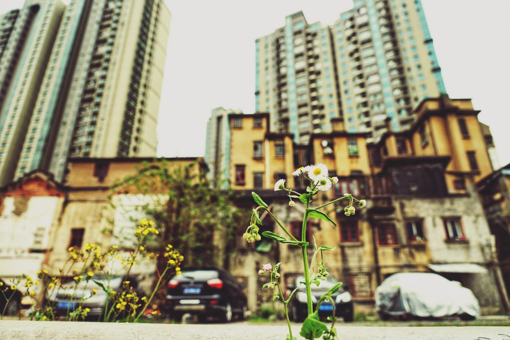Image with Brannan Lightroom Preset applied.