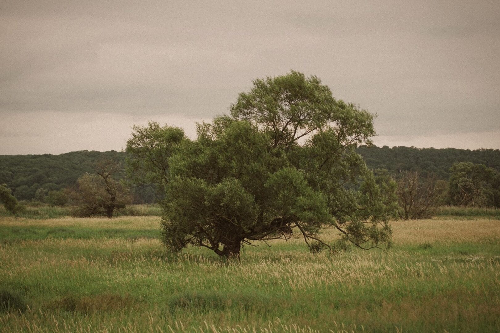 Image with Vintage Summer Lightroom Preset applied.